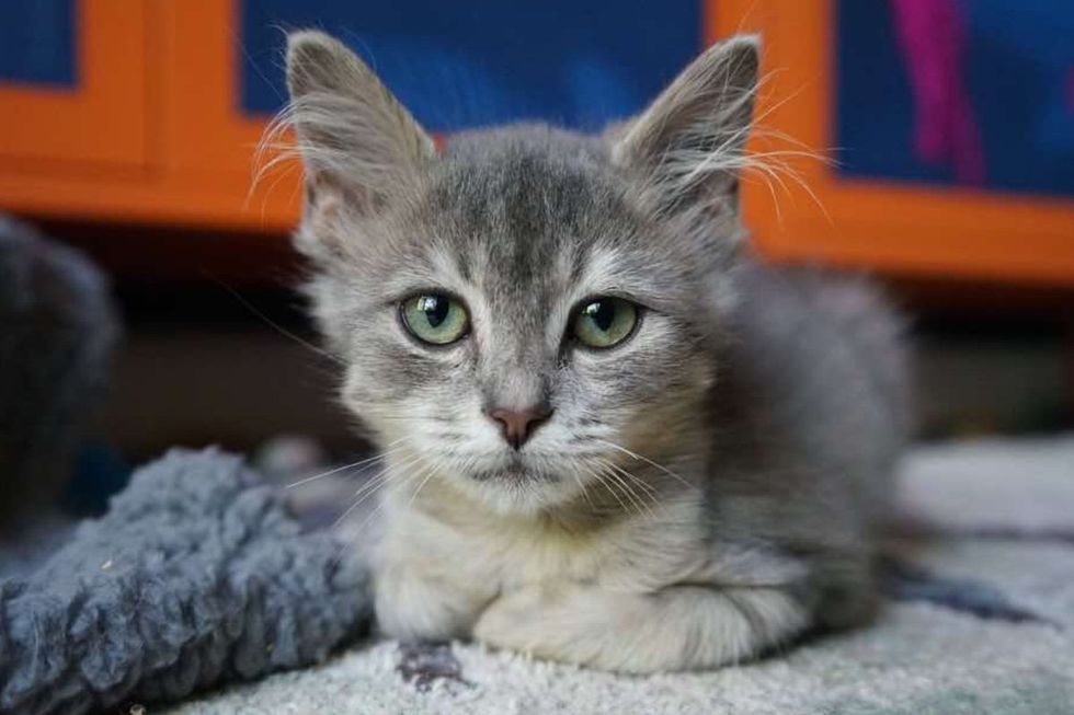 kitten fluffy ear tufts