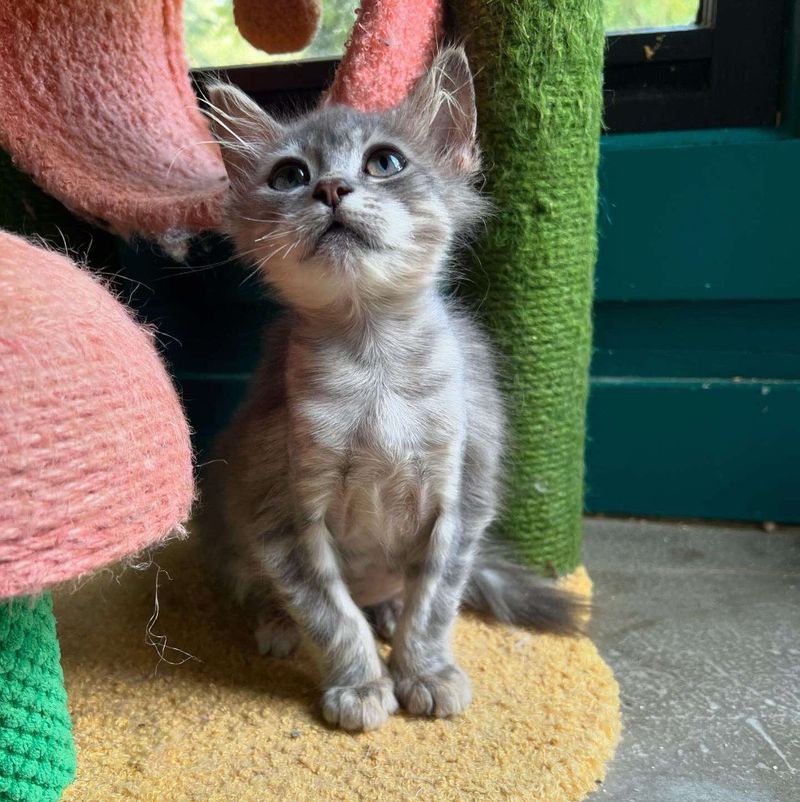 kitten ear tufts cat tree