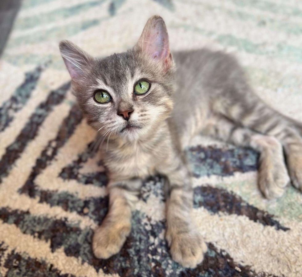 kitten ear tufts