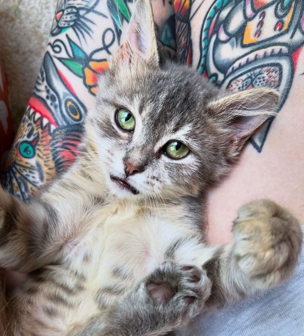 snuggly kitten receptor  tufts