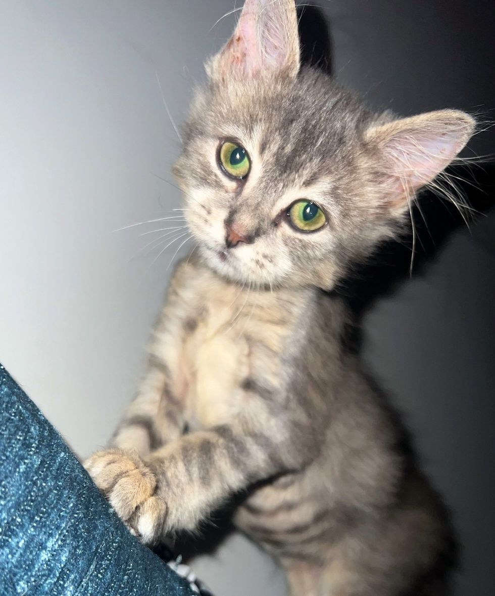 fluffy kitten receptor  tufts