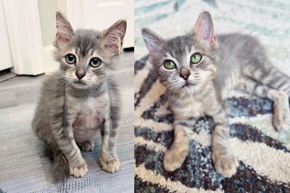 Young Cat Found at Job Site Undergoes Dramatic Transformation After Just a Few Weeks in a Home