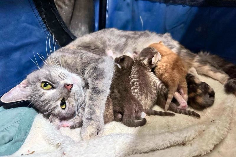 cat mom nursing kittens