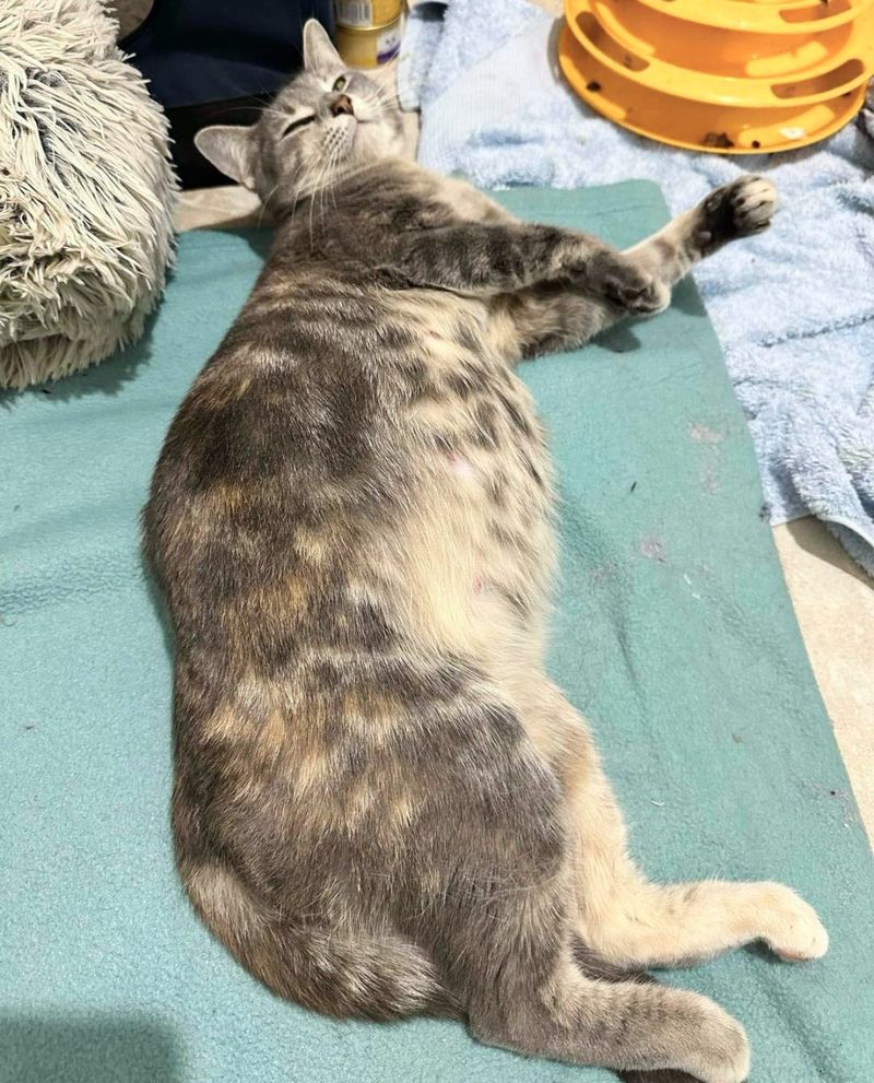 happy cat belly pregnant