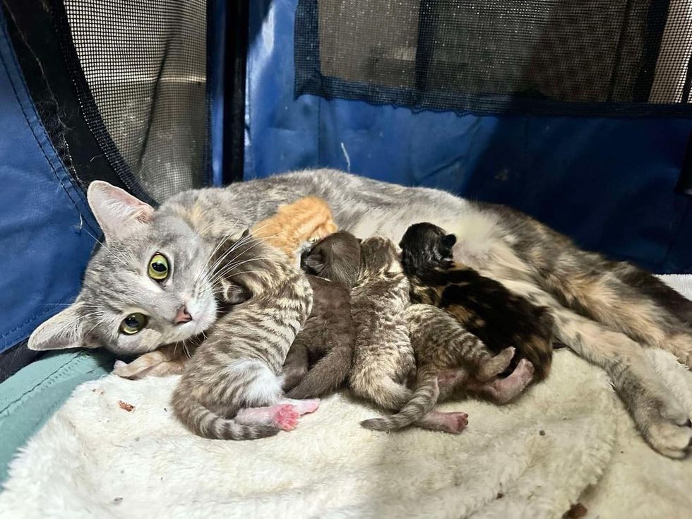 cat mom nursing newborn kittens