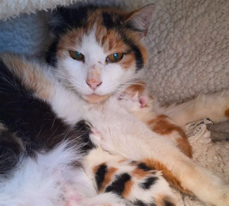 calico cat kittens