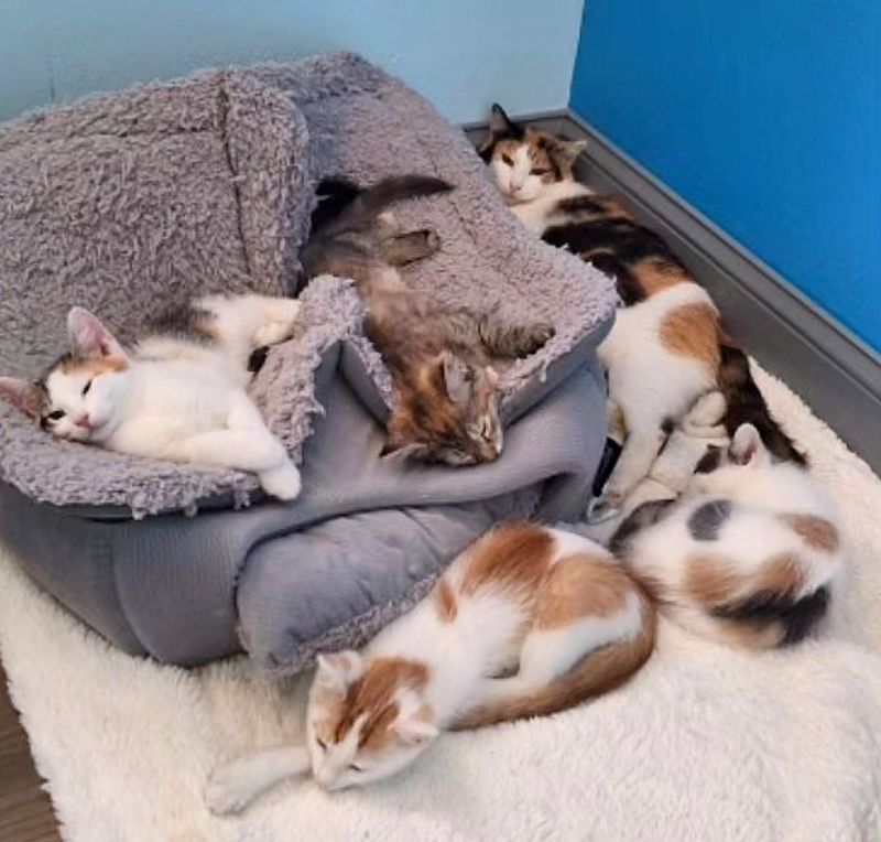 calico feline family cats