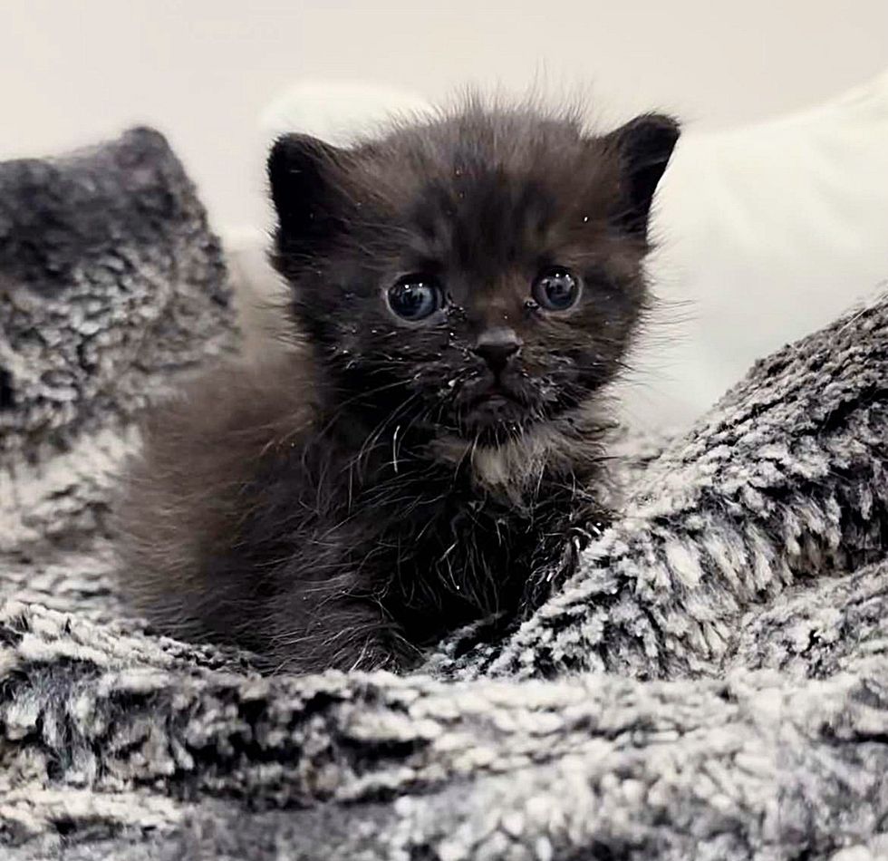 kitten house panther