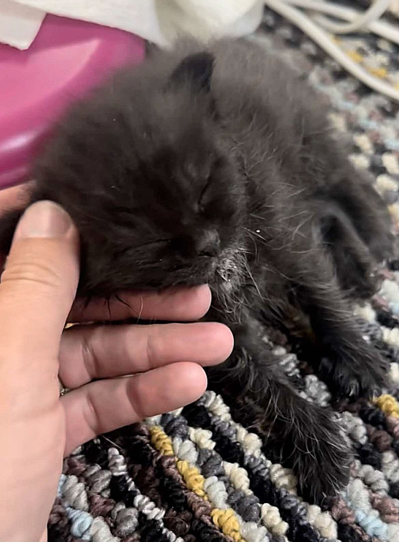 tiny kitten rescued