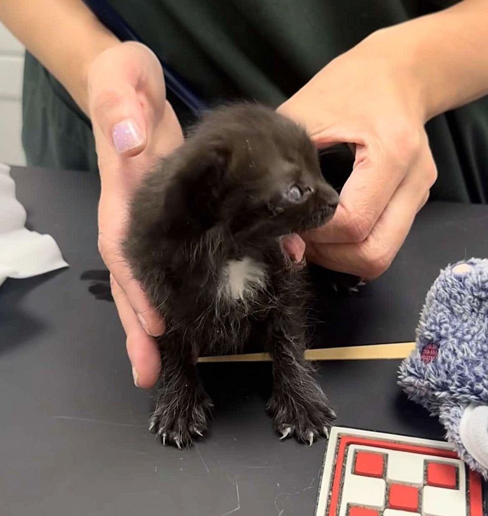 kitten energy house panther