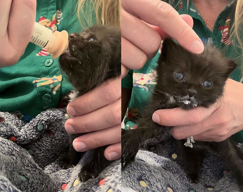 kitten hand rearing panther