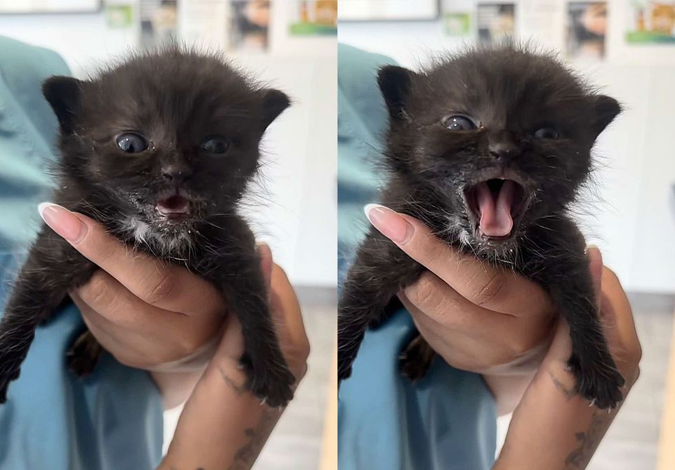 kitten mini panther meowing