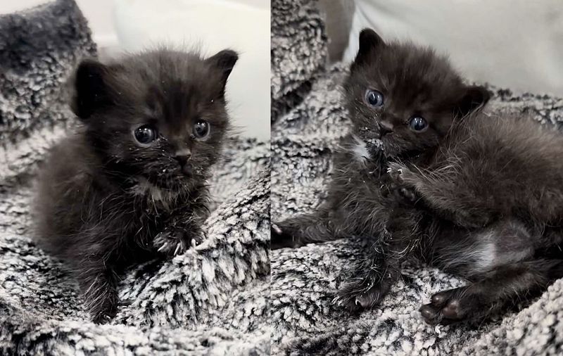 kitten panther mini