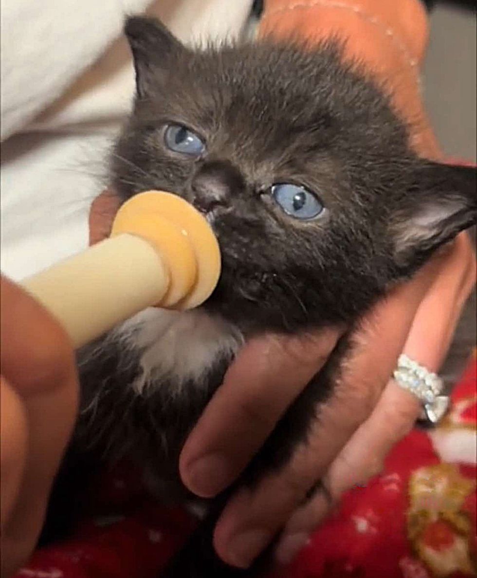 kitten loves feeding