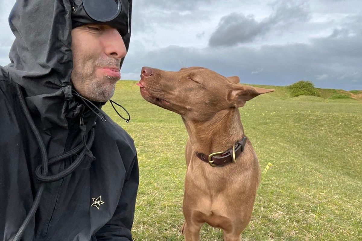 liam gallagher, buttons, happy doggo
