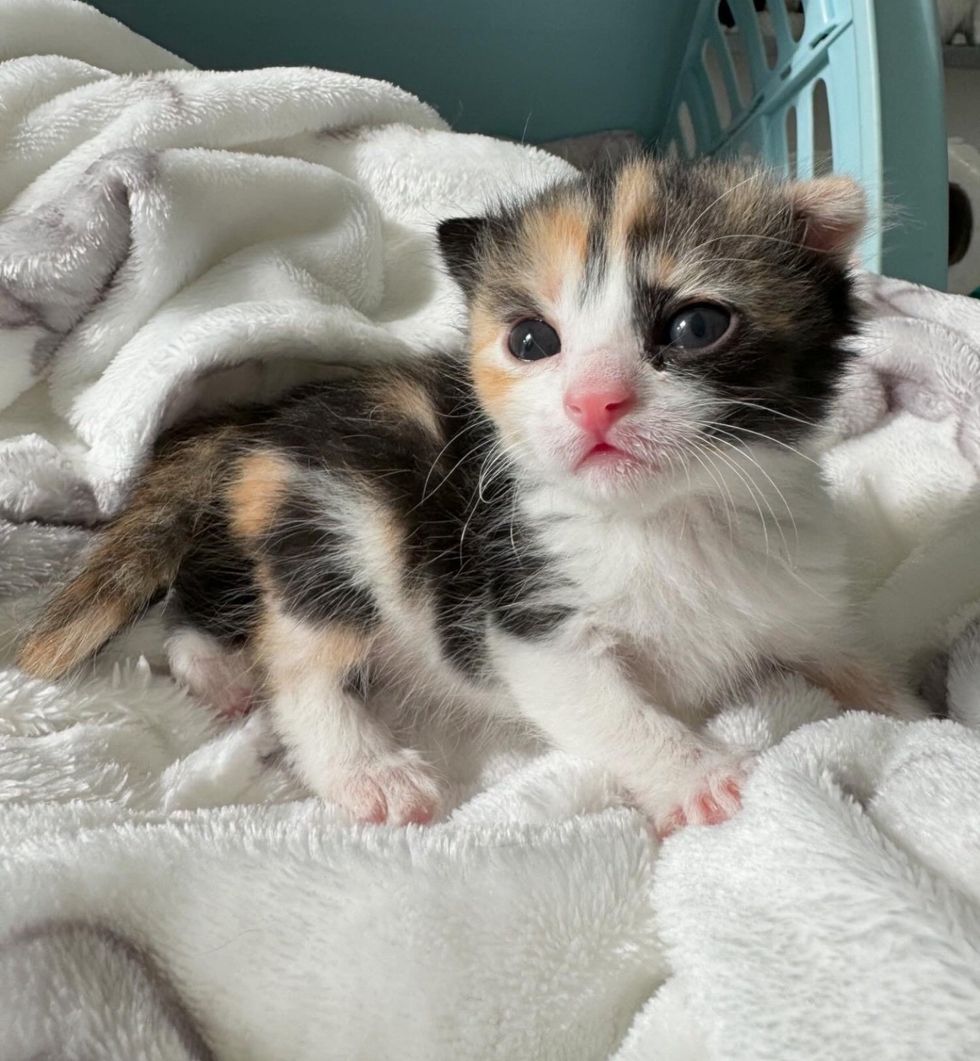 calico kitten rescued