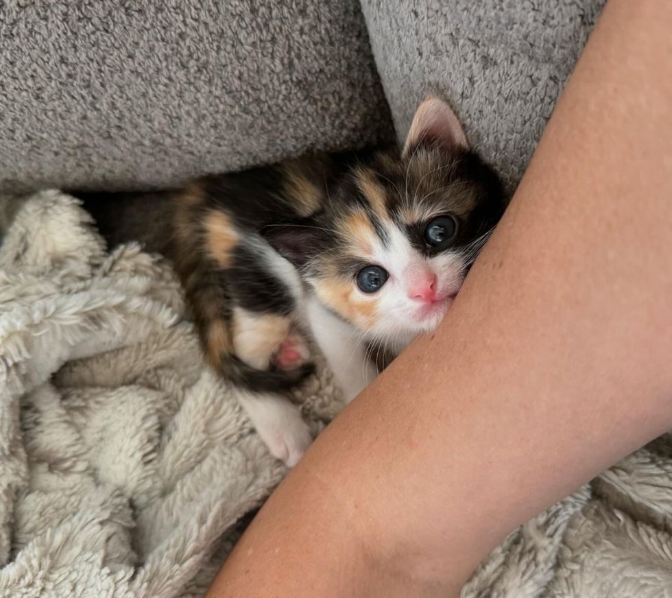 sweet snuggly calico kitten