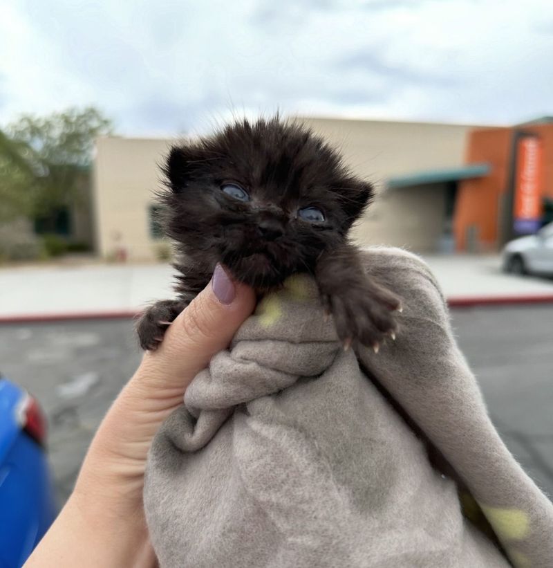 tiny house panther kitten