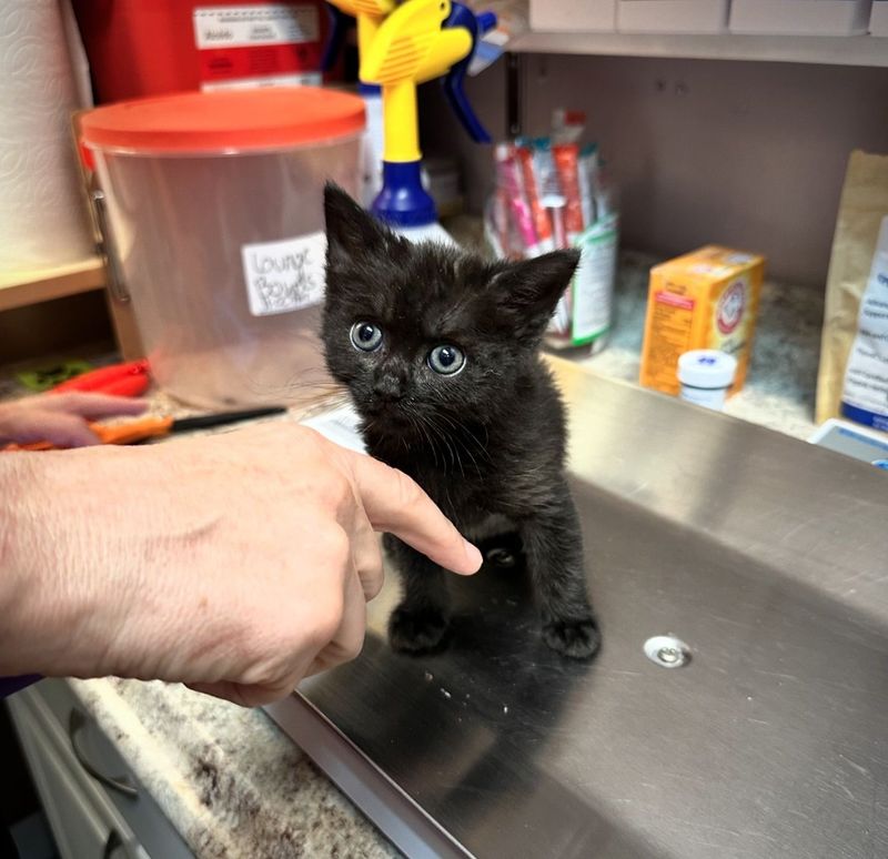 black kitten house panther cute