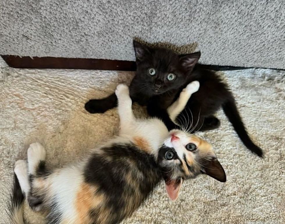 calico black kittens friends