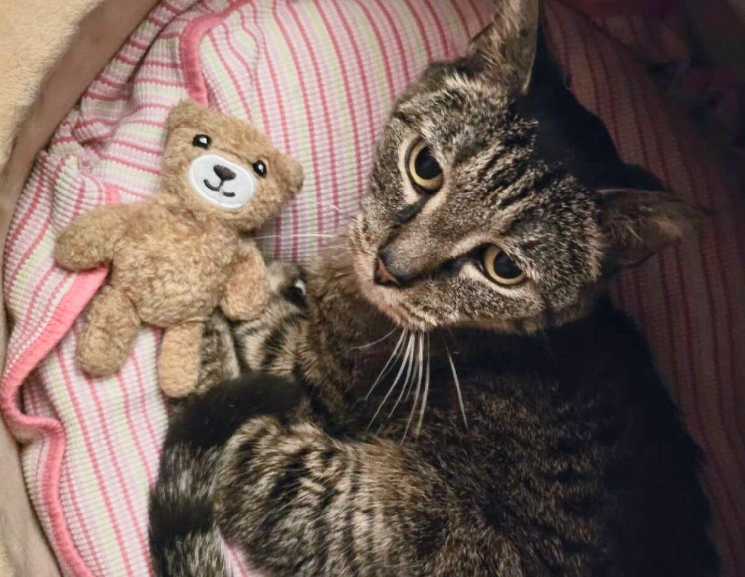 Cat hugging teddy bear on sale