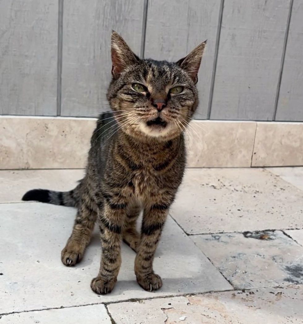 rescued tabby cat