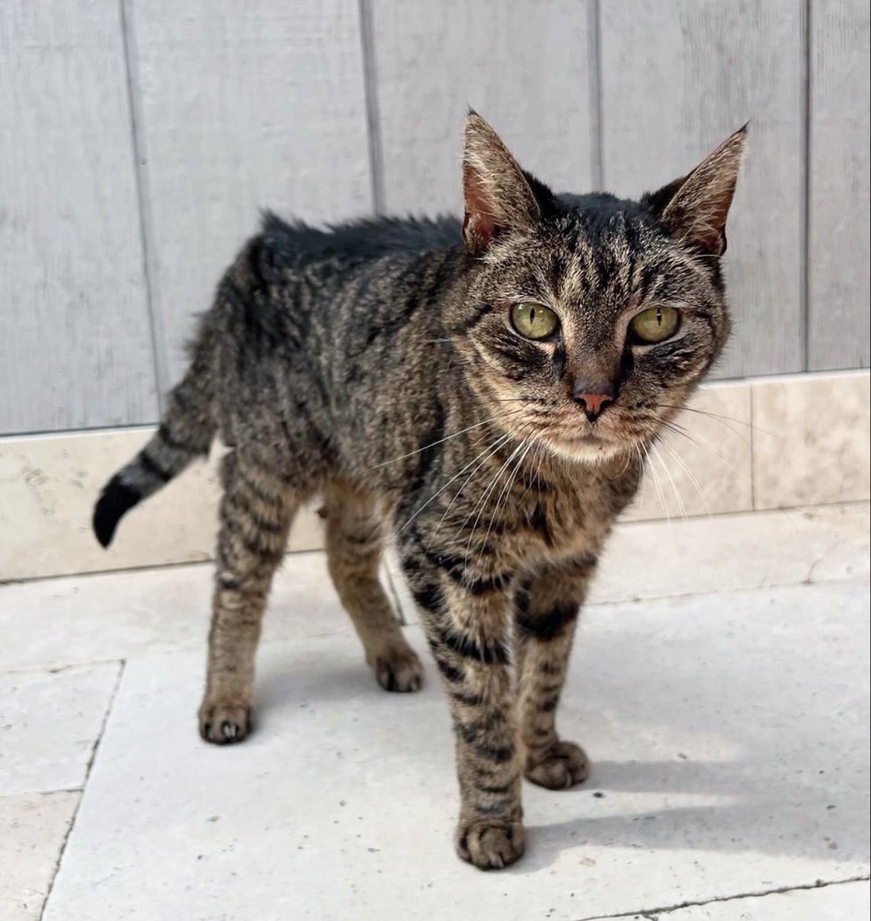 rescued tabby cat