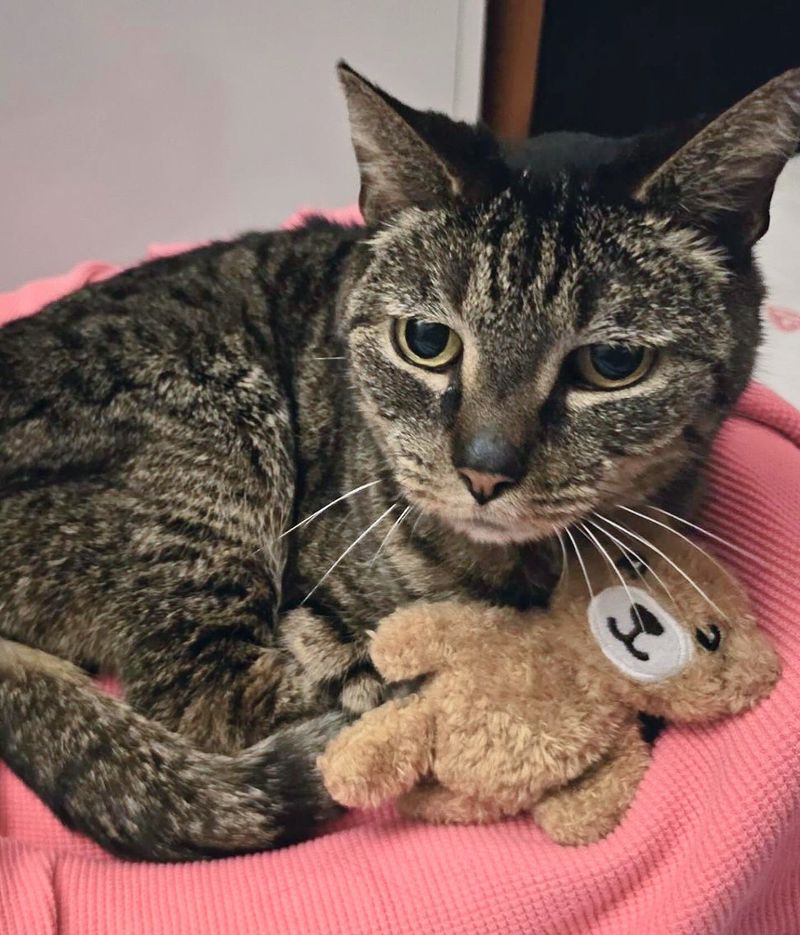 tabby cat teddy bear snuggles