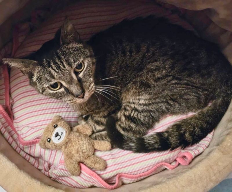 tabby cat teddy bear friend