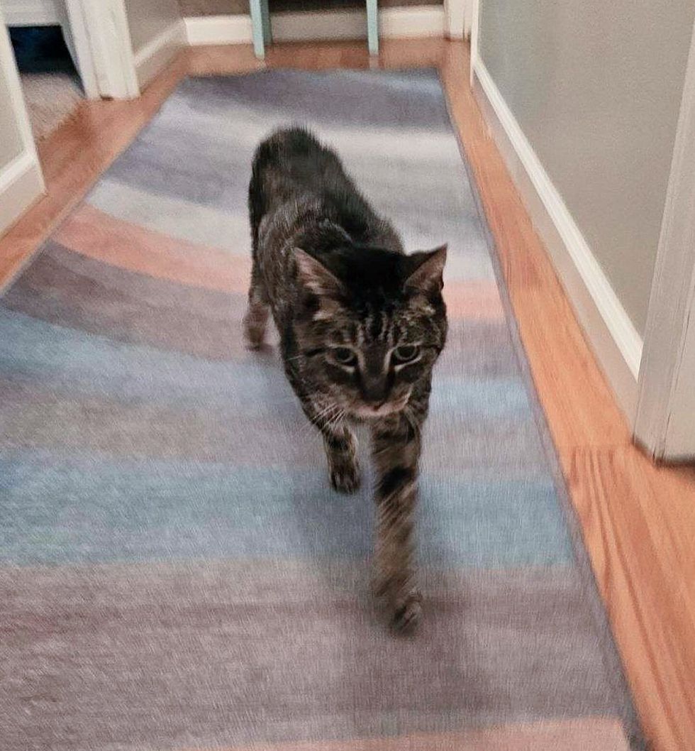 tabby cat walking