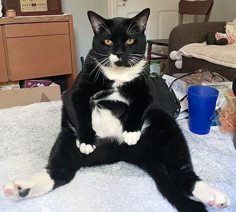 tuxedo cat sitting up