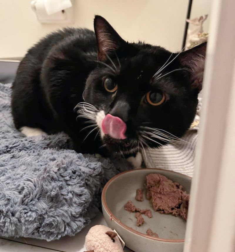 tuxedo cat rescued