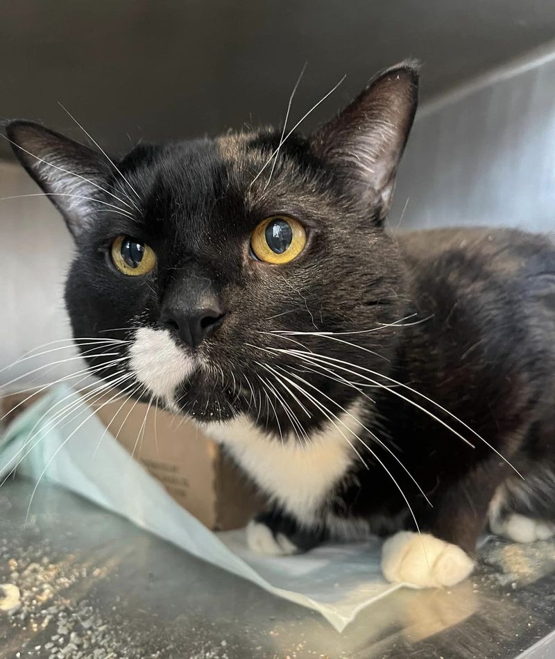 tuxedo cat kennel waiting