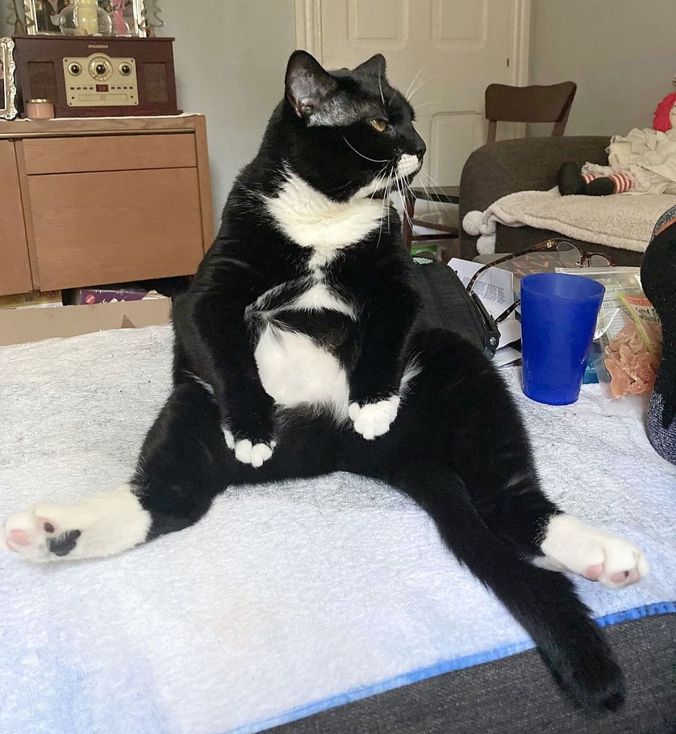 tuxedo cat sitting businessman