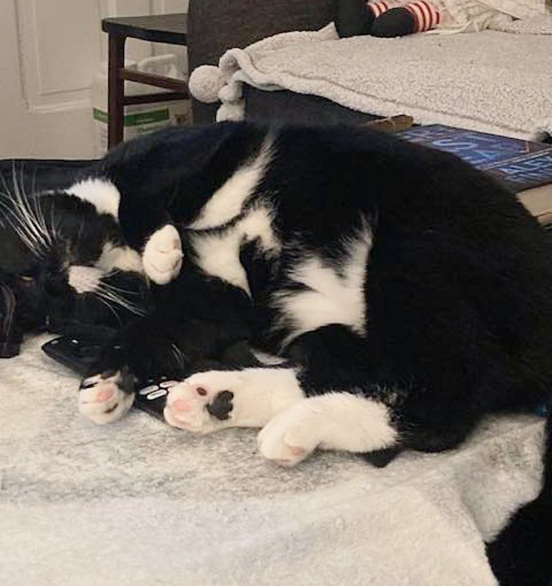 sleeping tuxedo cat