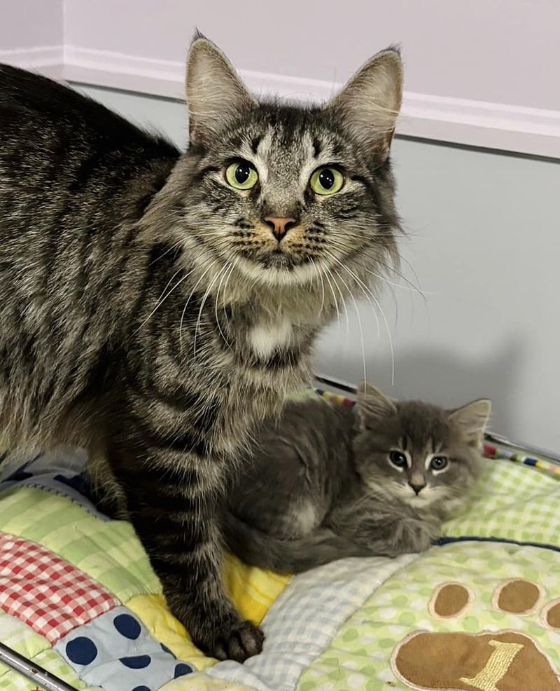 cat mother kitten bonded