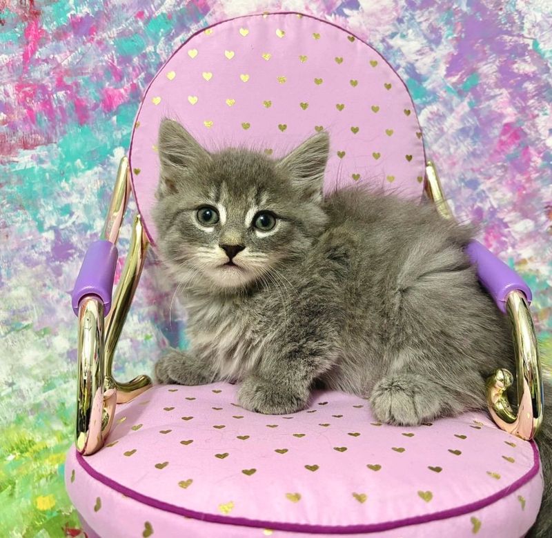 tiny kitten chair