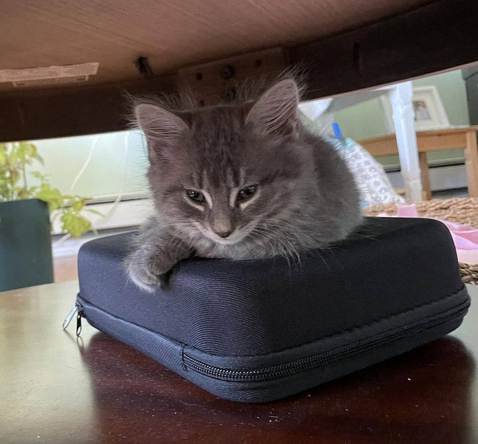 kitten table perching