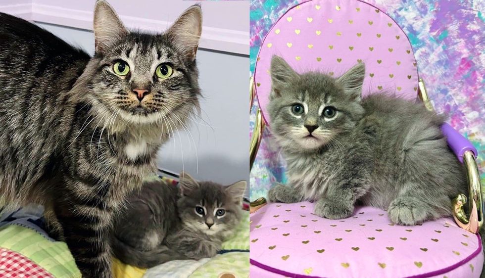 Cat Arrives at Animal Shelter with Kittens Then Staff Notice She's Especially Close to Smallest of the Litter