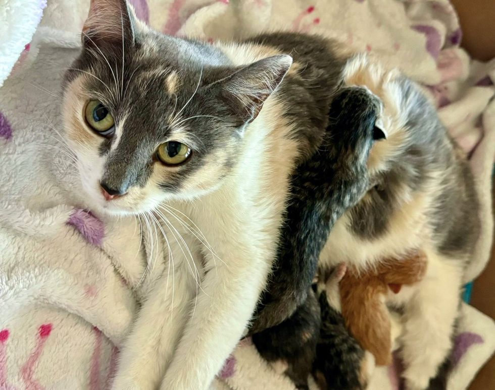 cat nursing kittens