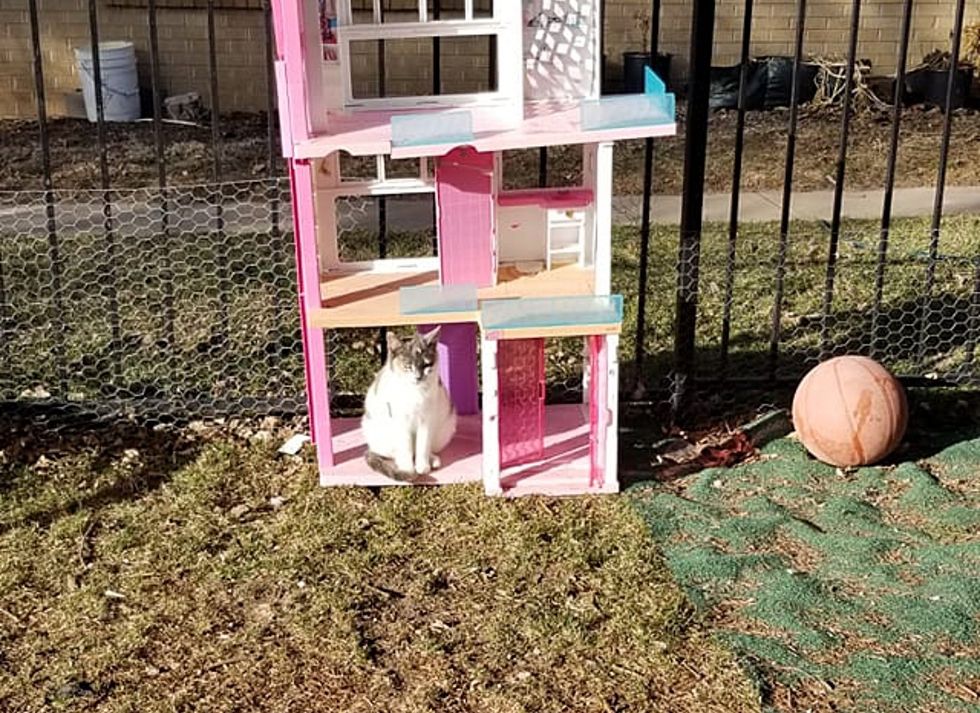 feral cat doll house