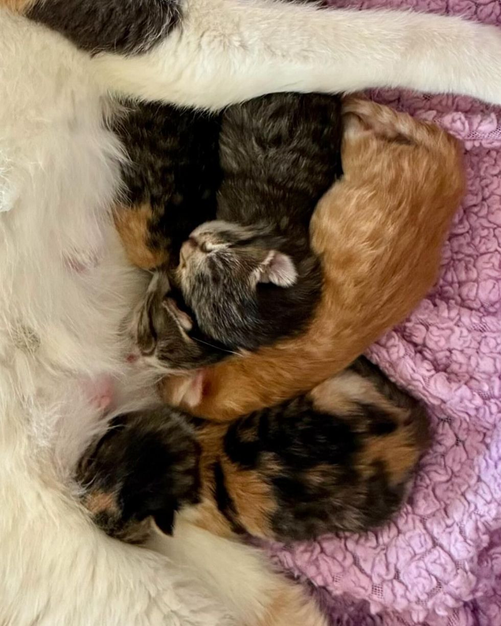 newborn kittens nursing