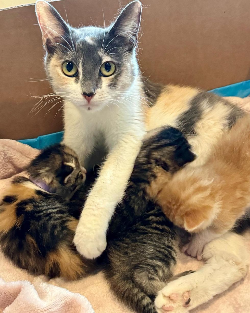 cat nursing kittens