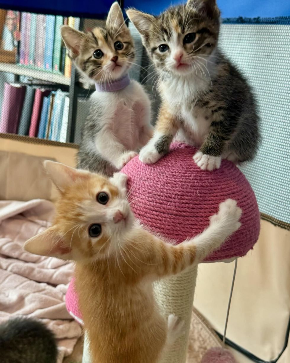 kittens playing climbing