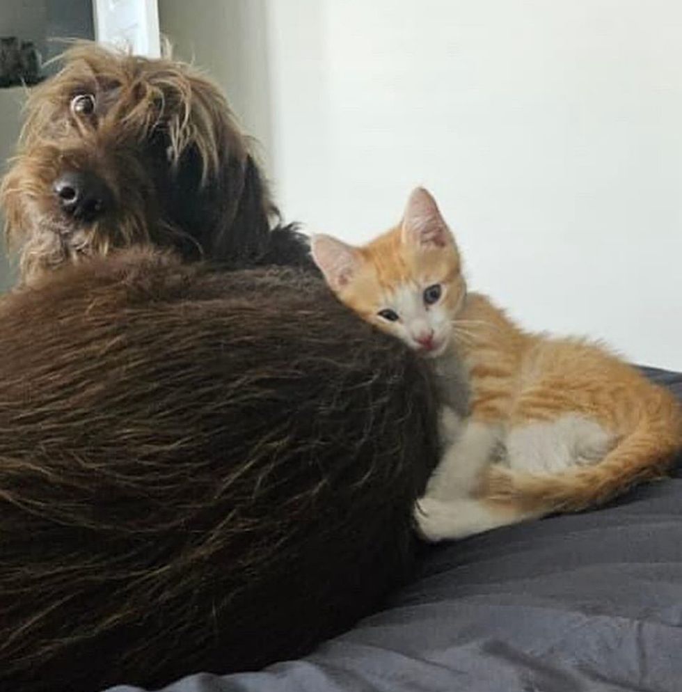 kitten snuggles dog