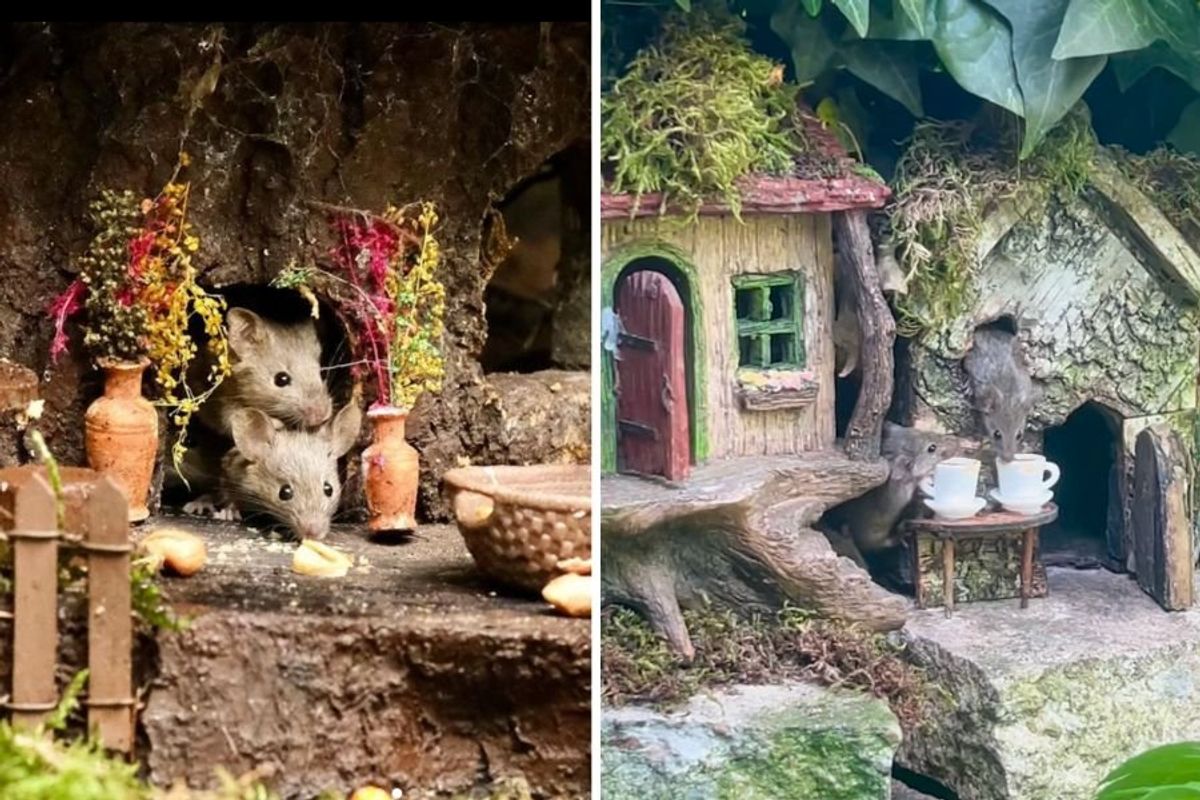 mice in a garden village