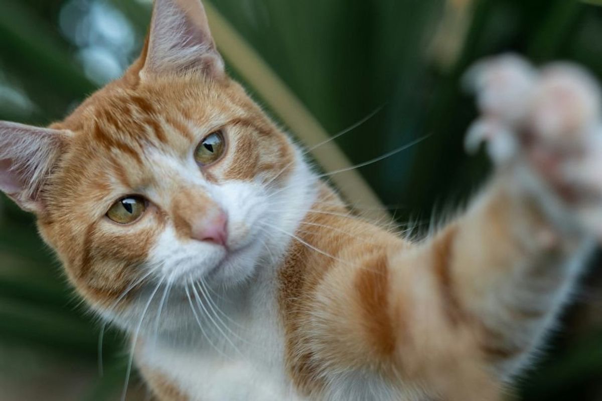 cat clawing at the camera