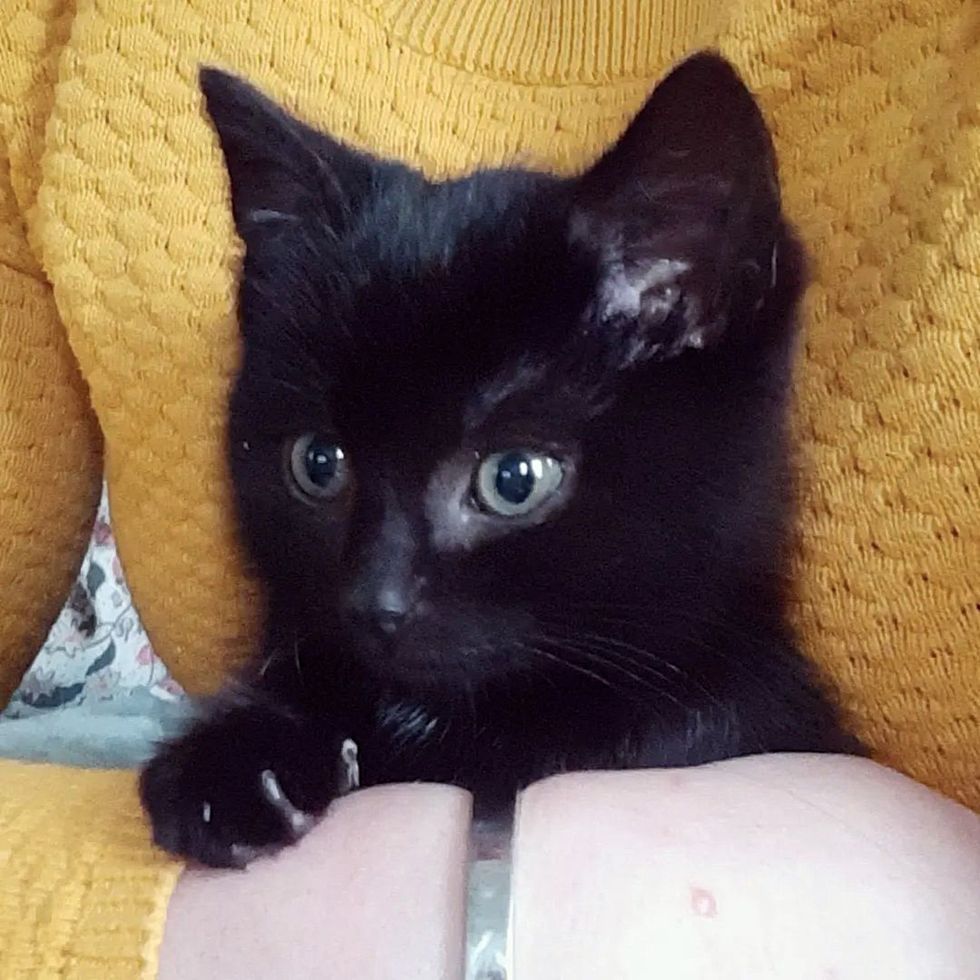 snuggly mini panther kitten