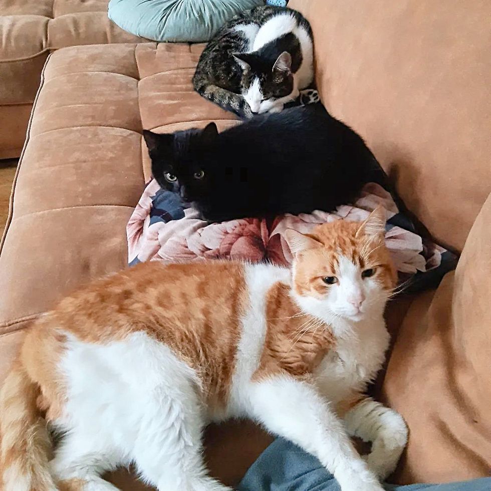 cats couch friends