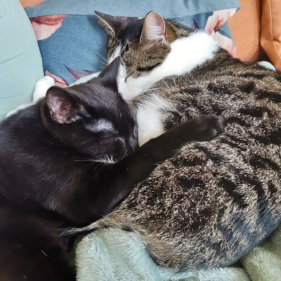 cats cuddly friends sleeping